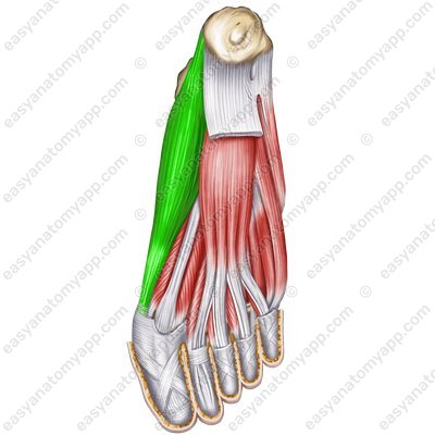 Мышца, отводящая большой палец стопы (musculus abductor hallucis)